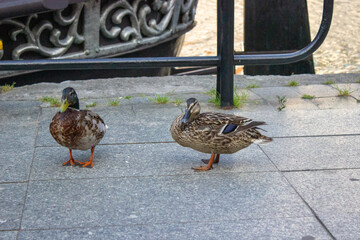 Ducks walking along riverside promenade in historic city
