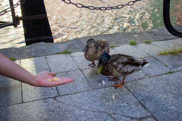 Ducks being fed by a person on riverside walkway