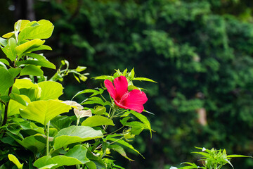 夏の緑に赤の鮮やかなハイビスカスの花