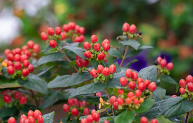 夏の赤いヒペリカムの実