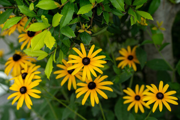 花壇で咲くルドベキアの花