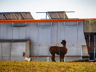 Obraz premium Hühner am Hühnerwagen
