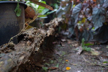 Fototapeta premium Old rotten wood log decaying on ground in garden nature