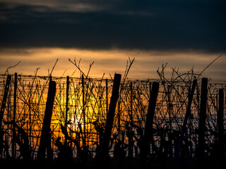 Sonnenuntergang im Weinberg