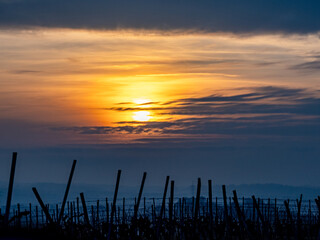 Sonnenuntergang im Weinberg