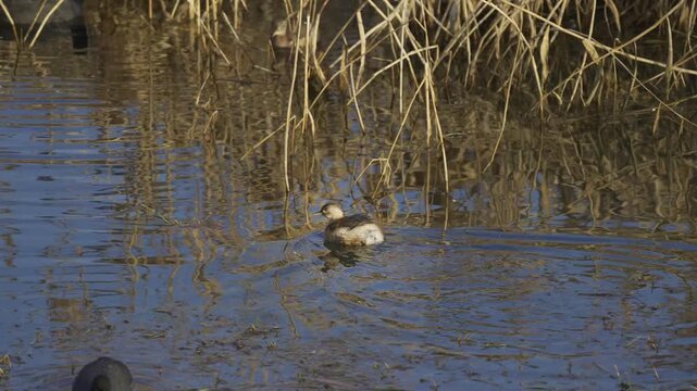 Little Grebe Swimming in Weed-Filled Water Showing Rear-Positioned Legs 4K HDR