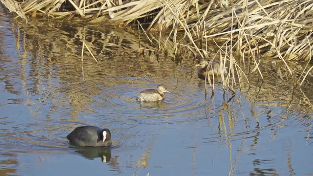 Little Grebe Floating and Preening on Water Surface 4K HDR