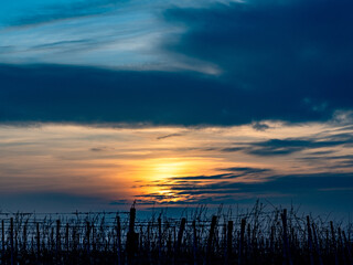 Sonnenuntergang im Weinberg