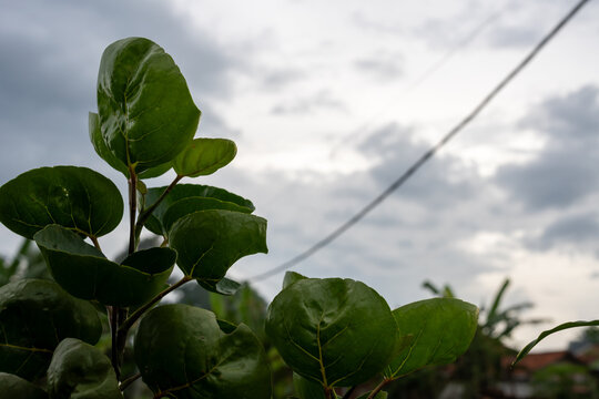 Green round leaves of Mangkokan Polyscias scutellaria against cloudy sky