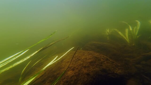 flooded freshwater stream, bur-reed long leaf aquatic plant, Nuphar lutea leaf shallow habitat, silt stone riverbed, low visible nutrient rich muddy water, Riv river in Demydivka, underwater mystery