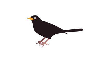 Obraz premium A black bird with yellow beak standing on white background
