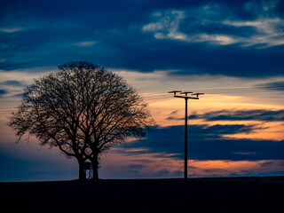 Baum neben. Strommast bei Sonnenuntergang