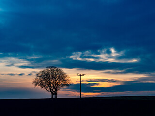 Baum neben. Strommast bei Sonnenuntergang