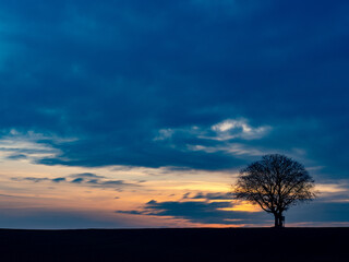 Baum mit Hochsitz bei Sonnenuntergang