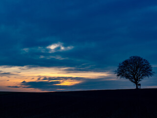 Baum mit Hochsitz bei Sonnenuntergang