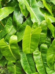 Philodendron Burle Marx, green leaves background © Rita
