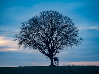 Baum mit Hochsitz bei Sonnenuntergang