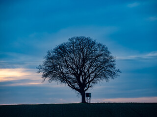 Baum mit Hochsitz bei Sonnenuntergang