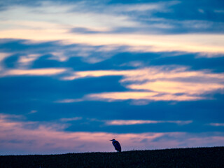 Fischreiher auf einem Feld nach Sonnenuntergang