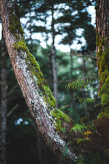 Fototapeta premium Moss-Covered Tree Trunk with Ferns in Pine Forest