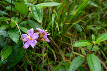 Purple Melastoma malabathricum wildflowers blooming in green nature closeup