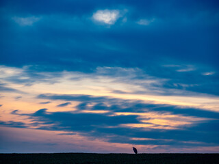 Fischreiher auf einem Feld nach Sonnenuntergang