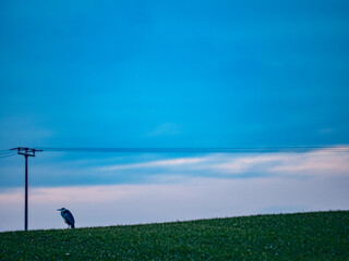 Reiher in der N&auml;he eines Strommasts nach Sonnenuntergang