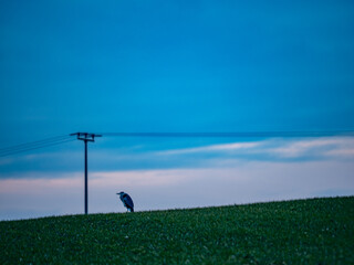 Reiher in der N&auml;he eines Strommasts nach Sonnenuntergang