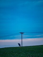 Reiher in der N&auml;he eines Strommasts nach Sonnenuntergang