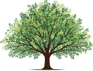 Obraz premium Big green oak tree vector illustration isolated on white background with detailed lush foliage and spreading branches for nature, summer, and ecology design concepts.