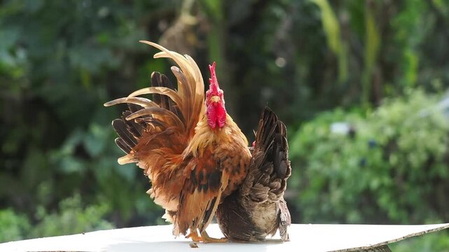 Many breeds of bantam chickens are on the farm