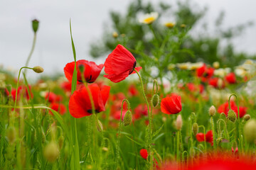 Naklejka premium Bright red poppies sway in a lush green meadow under an overcast sky.