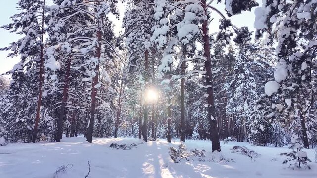 Winter forest scene depicting sunlight filtering through snow covered evergreen pine trees, casting long shadows on the fresh white snow