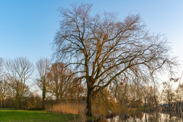 Obraz premium This beautiful tree (willow or pedunculate oak) hangs partly over an offshoot of the lake Zoetermeer in Zoetermeer.