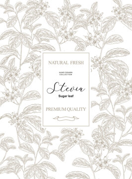 Stevia background. Hand drawn Stevia plant with flowers and leaves. Vector illustration. Design for package.