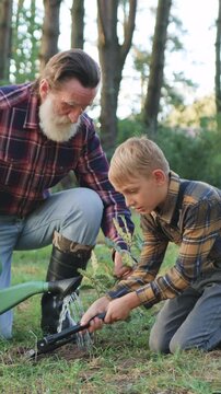 Attractive busy experienced 70-aged bearded grandfather together with his lovely interested small grandson landing oak seedling,watering with funnel and sprinkling with ground around planting