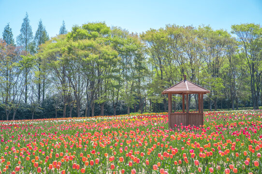 日本の広島にある世羅高原のチューリップ