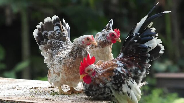 Many breeds of bantam chickens are on the farm