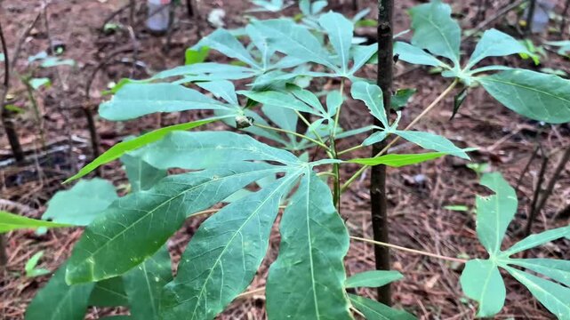 Close up video of fresh cassava leaves on young plant in outdoor garden, realistic natural style for agriculture, environment, and editorial visual use.