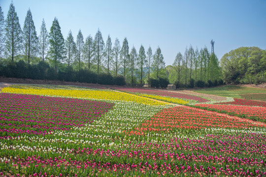 日本の広島にある世羅高原のチューリップ