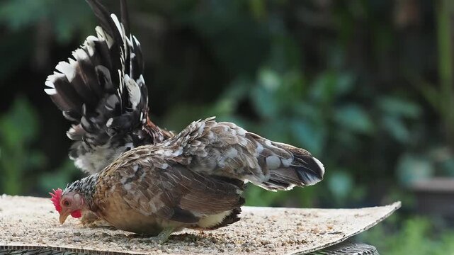 Many breeds of bantam chickens are on the farm