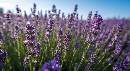 Obraz premium Vibrant purple lavender flowers in full bloom stretch across a picturesque field under a bright, clear blue sky, capturing the essence of natural beauty and tranquility