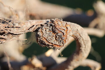 Obraz premium A tumor on the roots of a fruit tree. Plant diseases causing galls.