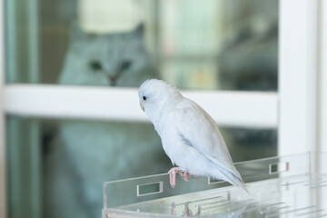 A Captive Forpus Parrotlet Perching Indoors with a Blurred Cat in the Background
