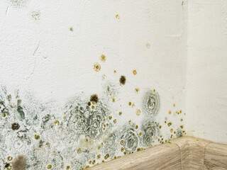 Mould and fungus growth on white wall