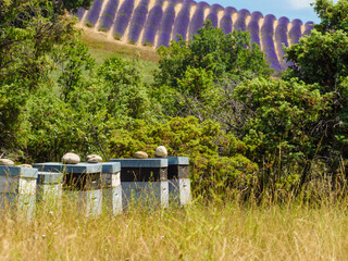 Obraz premium Bee hives in green nature. Beekeeping.