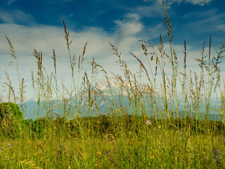 Obraz premium Summer meadow and mountains on horizon. L'Obiou in Alps, France.
