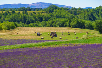 Obraz premium Agricultural view with lavender field and tractor working on field, France