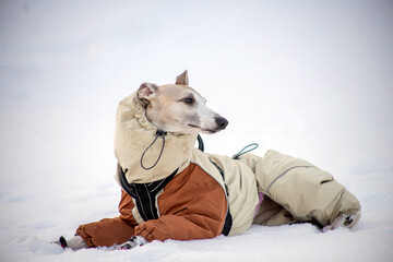 portrait of a dog in snow