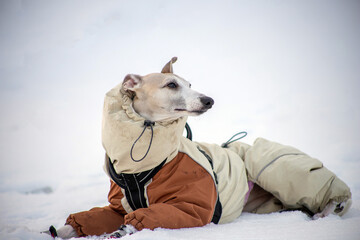 portrait of a dog with a scarf